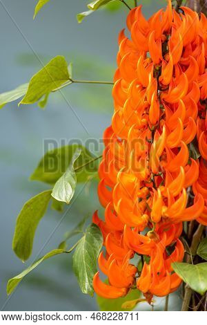 Guinea Creeper Or Red Lade Vine Flower Are Planted On Pergola .