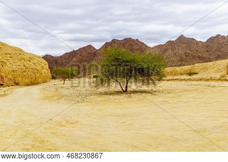 Winter View Of Desert Landscape In The Shkhoret Canyon, With Acacia Tree, Massive Eilat Nature Reser