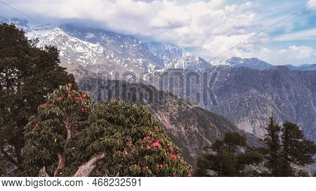 Mountain Peaks And Rhododendron Blossom In Dharamshala, India