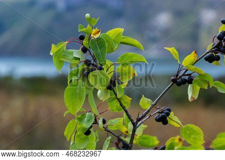 Branch Of Common Buckthorn Rhamnus Cathartica Tree In Autumn. Beautiful Bright View Of Black Berries