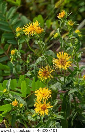 In The Summer, The Wild Medicinal Plant Inula Blooms In The Wild.