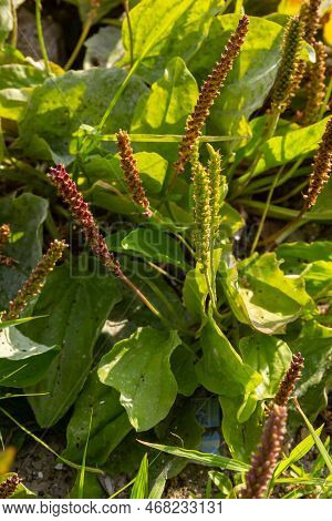 Medicinal Herbs For Phytotherapy. Greater Plantain Latin Name - Plantago Major, One Of The Most Abun