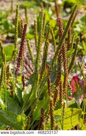 Plantain Flowering Plant On Sandy Soil. Plantago Major Broadleaf Plantain, White Man's Foot Or Great