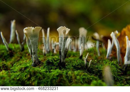 Xylaria Hypoxylon Is A Species Of Fungus In The Genus Xylaria. Xylaria Hypoxylon, Known As The Candl