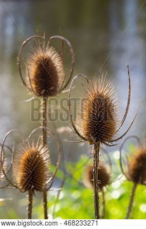 Teasel Dipsacus Fullonum In Front Of A Green Blurred Background, Dipsacus Fullonum - A Robust Bienni