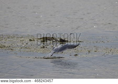 Black Seagull Juvenile In Flight, Fishing Over Water
