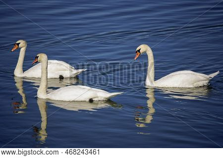 Swans Swimming On A River In A Clear Day
