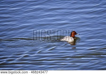 Adult Male Mallards On A Frozen River In Wintertime