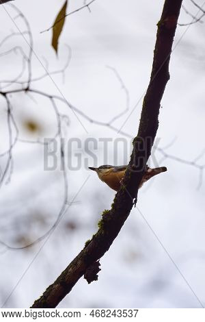 European Nuthatch (sitta Europaea) Perched On A Tree