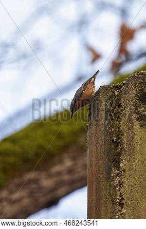 European Nuthatch (sitta Europaea) Perched On A Tree