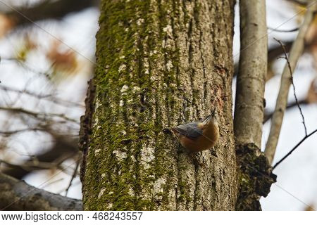 European Nuthatch (sitta Europaea) Perched On A Tree