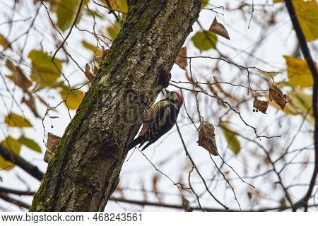 Middle Spotted Woodpecker Pecking On A Tree For Insects