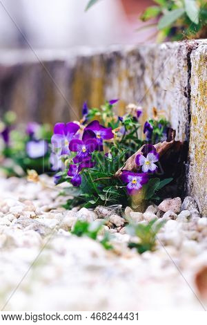 A Portrait Of A Bunch Of Purple And White Wittrockiana Viola Flowers. The Two Colored Pansy Plant Is
