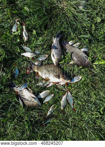 The Common Carp (cyprinus Carpio) Caught During Fishing And Placed On Ground In Grass Surrounded Wit