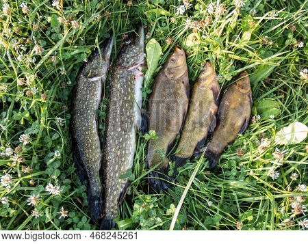 The Northern Pikes (esox Lucius) And The Tench Or Doctor Fish (tinca Tinca) Caught During Fishing An