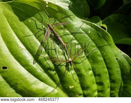 Close-up Of A A Couple Of Two Adult Crane Flies Or Mosquito Hawks (tipulidae Species) Mating On A Gr
