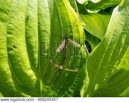 Close-up Of A A Couple Of Two Adult Crane Flies Or Mosquito Hawks (tipulidae Species) Mating On A Gr