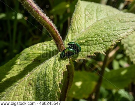 A Couple Of Of The Green Dock Beetle (gastrophysa Viridula) Mating On A Green Leaf In Summer