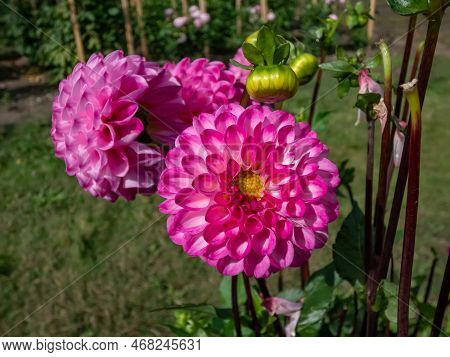 Ball And Pompon Dahlia 'kardinal' Blooming With Bright Pink, Perfectly Round Flowers That Feature A 