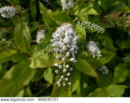 The Gooseneck Loosestrife (lysimachia Clethroides) Flowering With Tiny Flowers, Grouped In Terminal 