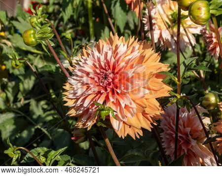 Dahlia 'tautas Dziesma' Blooming With Salmon Colored, Double Petaled And Open Centered Flowers With 
