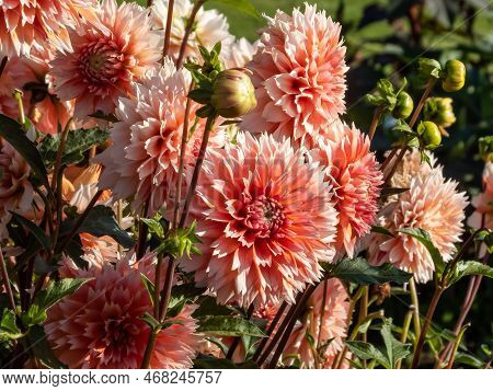 Dahlia 'tautas Dziesma' Blooming With Salmon Colored, Double Petaled And Open Centered Flowers With 