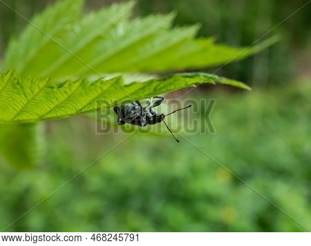 Close-up Shot Of The Short-nosed Weevil Or The Nettle Weevil (phyllobius Pomaceus) With Bright Metal