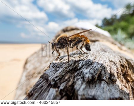 The Bumblebee Robberfly, Yellow Robberfly Or Yellow Assassin Fly (laphria Flava) On A Dry Tree Trunk