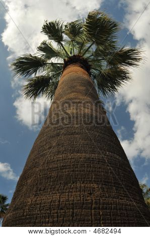 Palm