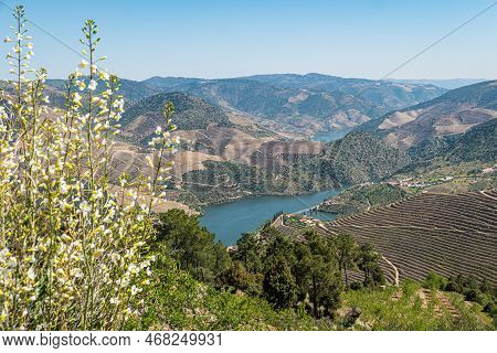 Viewpoint Of Vargelas Allows To See A Vast Landscape On The Douro And Its Man-made Slopes. Douro Reg