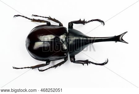 Black Rhino Beetle Isolated On White. Xylotrupes Gideon Macro Close Up, Dynastes, Dynastidae, Rhinoc