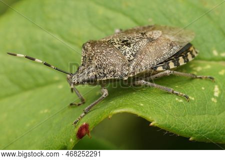 Detailed Natural Closeup On An Adult Mottled Shieldbug, Rhaphigaster Nebulosa Sitting On A Green Lea