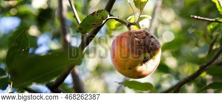 Rotten Apple. Infected Fruits Of Apples. Monilinia Fructigena Apple. Soft Focus. Copy Space For Text