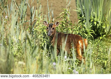 Muntjac Deer Walking Through Reedbed. Taken At Brandon Marsh Nature Reserve Coventry Warwickshire En