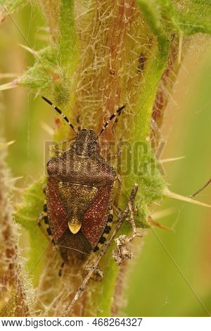 Natural Vertical Closeup On An Adult Sloe Bug Or Hairy Shieldbug, Dolycoris Baccarum , Sitting In Th