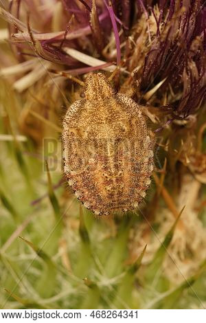 Natural Vertical Closeup On An Nymph Sloe Bug Or Hairy Shieldbug, Dolycoris Baccarum , Sitting In Th