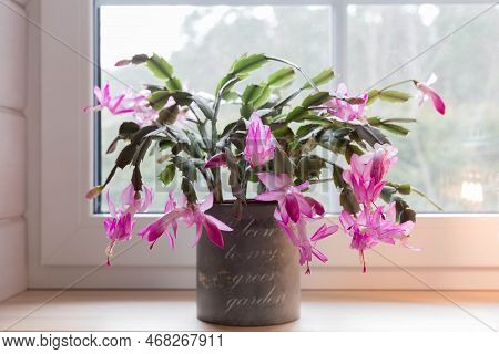 Blooming Pink Christmas Schlumbergera Cactus In A Pot On The Windowsill. Epiphyllanthus, Epiphyllum,