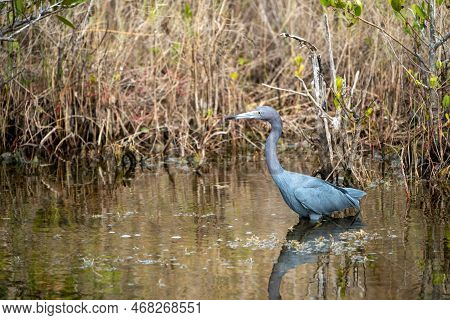 Little Blue Heron Bird, Also Known As An Indian Hen, Wades In The Water At The Merritt Island Nation