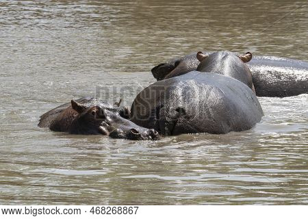 Three Hippopotami In A Natural Pond In The Serengeti Nature Reserve, Tanzania.