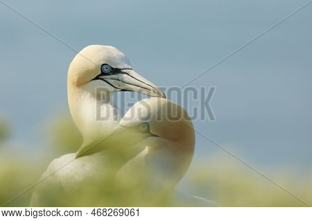 Portrait Of Pair Northern Gannet (sula Bassana) With Light Green Foreground And Light Blue Sea In Ba