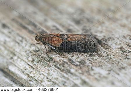Natural Closeup On A Small Willow Knot-horn Moth, Sciota Adelphella Sitting On Wood