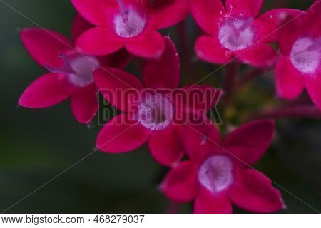 Pentas Lanceolata ( Egyptian Starcluster ) Flowers. Rubiaceae Evergreen Shrub Native To Tropical Afr