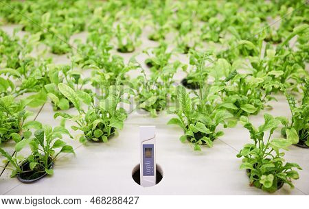 Close Up Of Water Conductivity Meter Device And Plant Seedlings In Cells Of Wooden Shelf In Greenhou