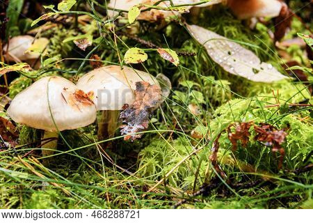 Tricholoma. Mushrooms On The Eco-trail Komarovsky Coast. St. Petersburg, Russia