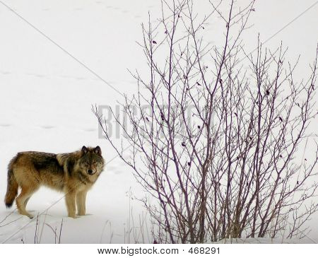 Wolf