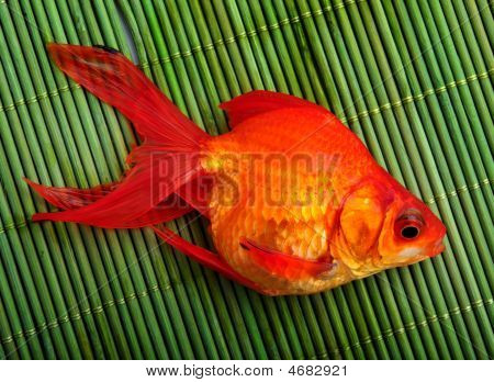 Goldfish