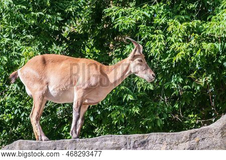 Mountain Goat Or East Caucasian Tur, Female, Latin Name Carpa Cylindricornis. It Is Critically Endan