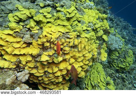 Colorful Coral Reef At The Bottom Of Tropical Sea, Yellow Salad Coral (turbinaria Mesenterina) And F