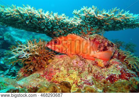 Tropical Coral Reef Scene With Red Blacktip Grouper Resting Under The Table Coral.