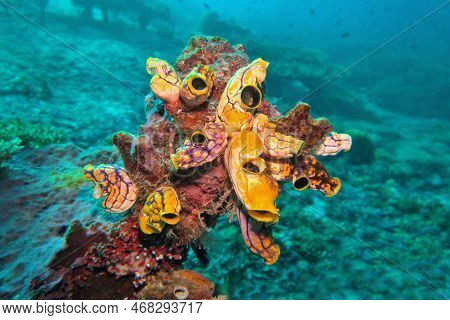 Tropical Coral Reef Scene Raja Ampat , Indonesia . Polycarpa Aurata Also Known As The Ox Heart Ascid